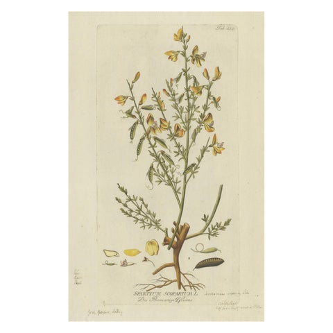 Scotch Broom Botanical Engraving - Icones Plantarum Medicinalium, 1788