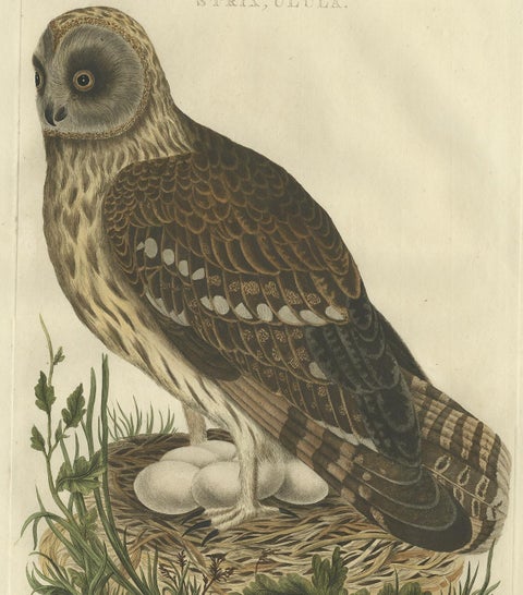 Strix Ulula, Hand-Coloured Engraving of Short-Eared Owl with Eggs, 1770–1829, view 4