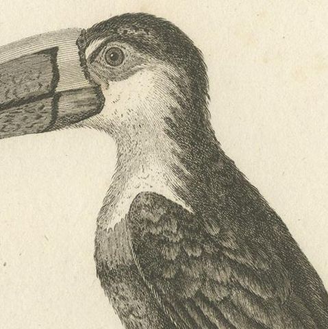 Antique Bird Print of the Red-Billed Toucan by Shaw, '1811', close-up 1