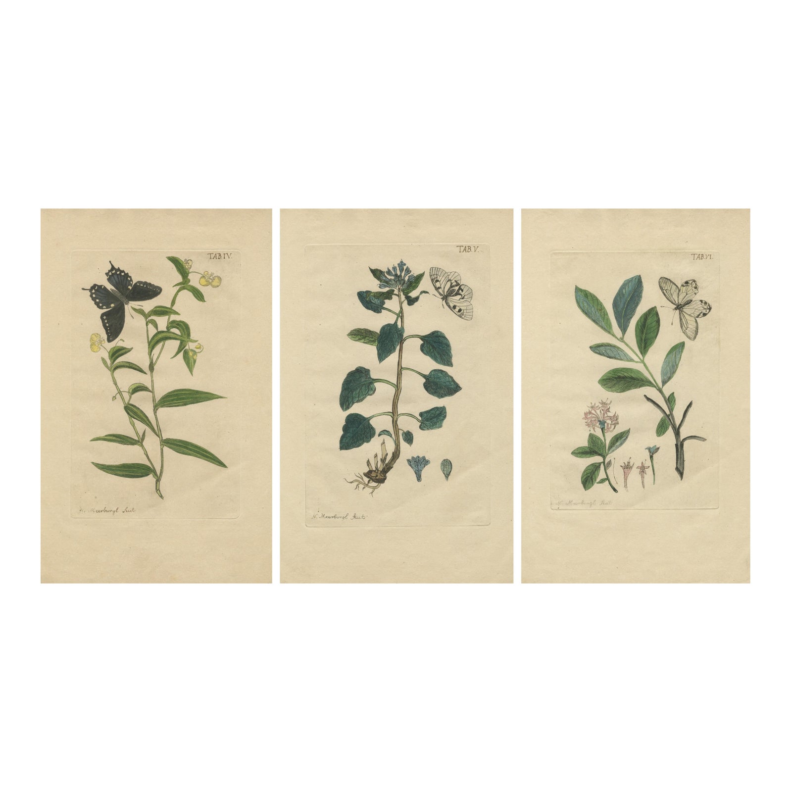Wings and Wonders of the Garden, Rare Botanical and Butterfly Plates from 1775