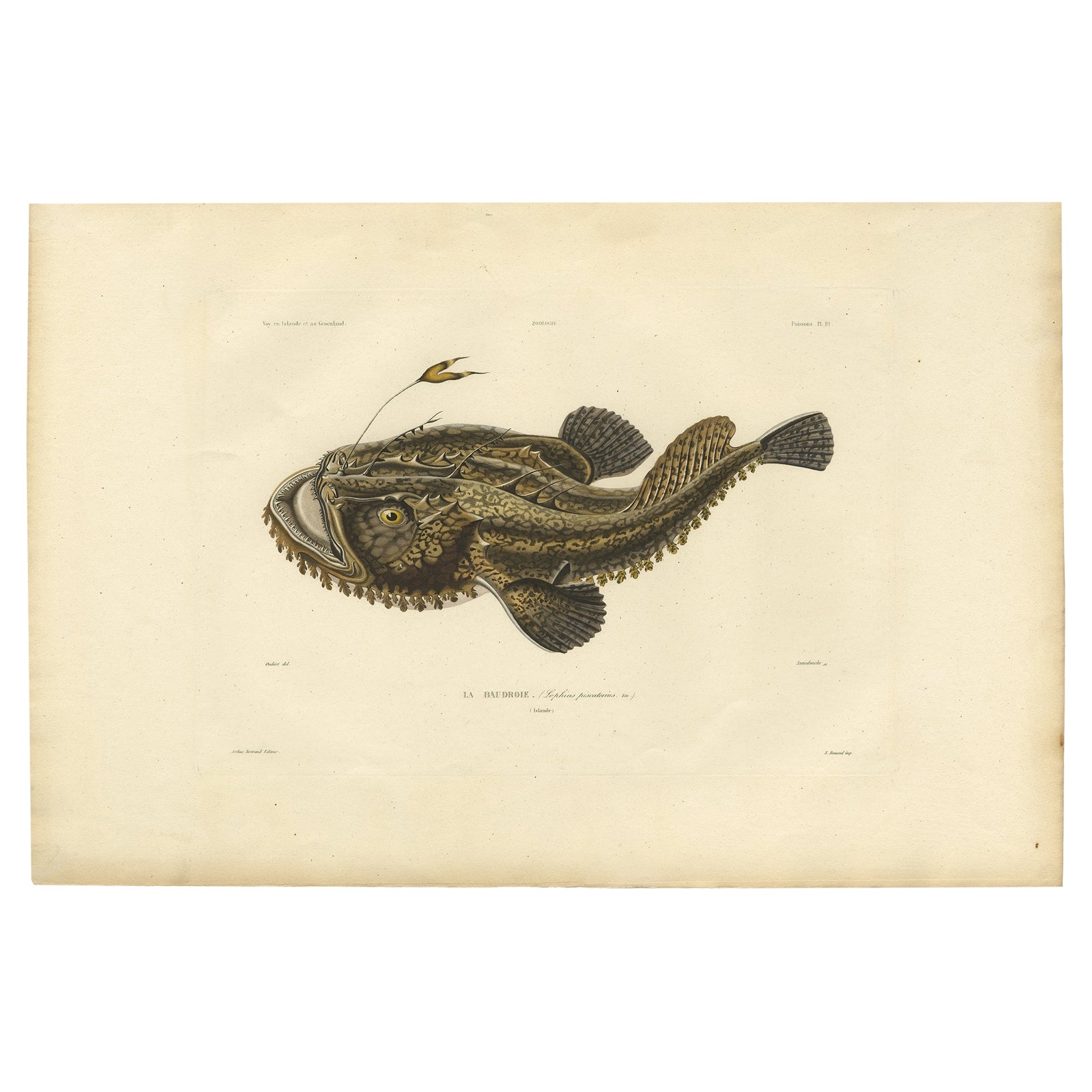 Antique Ichthyology Print, Anglerfish (Lophius piscatorius), Gaimard 1842
