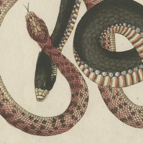 Four Intertwined Snakes, Antique Bertuch Print, Vienna, circa 1805, close-up 5