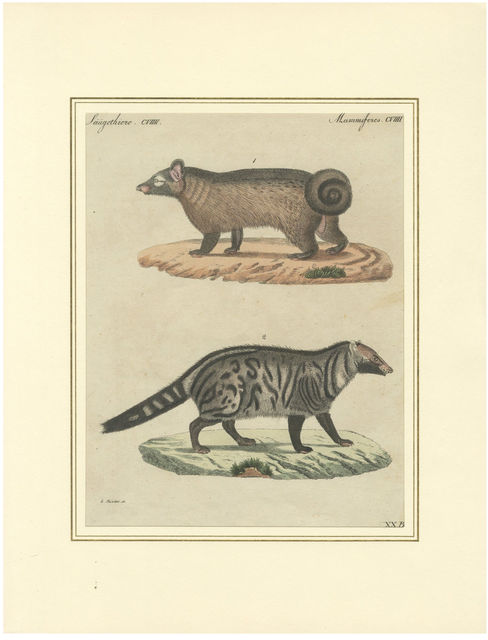 Antique Asian Civets & Kopi Luwak Natural History Engraving, Bertuch, 1820