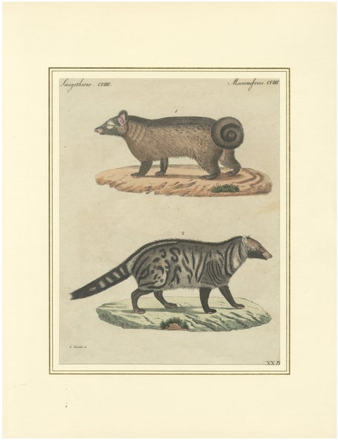 Antique Asian Civets & Kopi Luwak Natural History Engraving, Bertuch, 1820