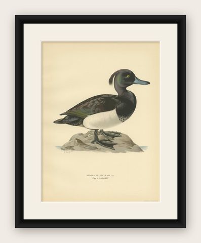 Antique Bird Print of the Tufted Duck by Von Wright, 1929, shown framed