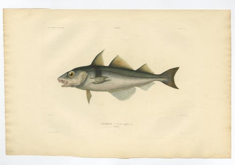 Antique Ichthyology Print, Haddock (L’Égrefin) from Gaimard Voyage, 1842, view 2
