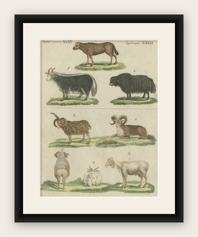Antique Print of Sheep in Old Hand Coloring, Published in 1800, shown framed