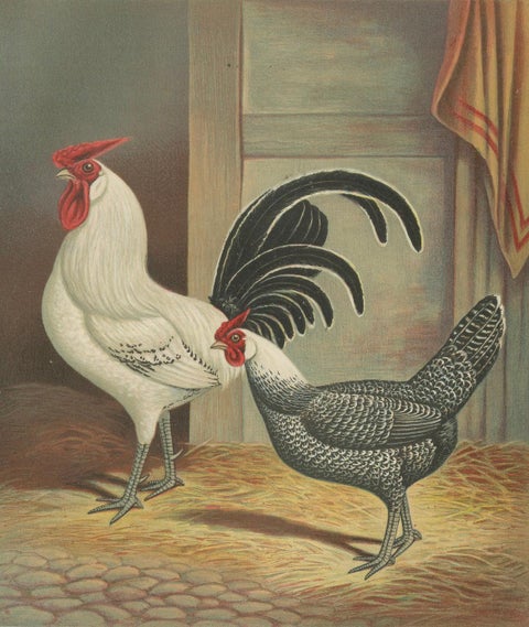 The Elegant Silver Penciled Chicken - A Rare 19th Century Poultry Lithograph, close-up 4