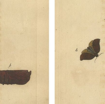 Antique English Moths with Caterpillars and Host Plants, Albin Entomology 1720, close-up 2