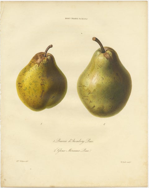 Set of 2 Antique Prints of the Duchesse d'Angouleme Pear and Others, view 3