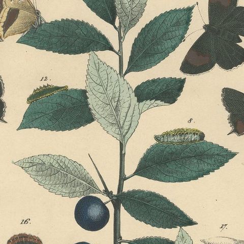 1848 Hand-Colored Lithograph of Butterflies, Caterpillars and Blackthorn Plant, close-up 6