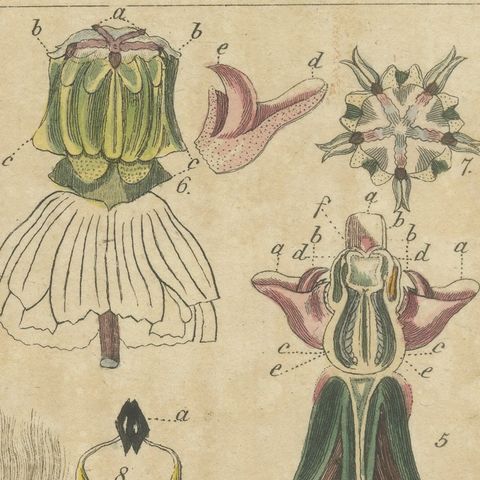 Common Milkweed with Seed Pods and Details, Antique Bertuch Print, circa 1818, close-up 5