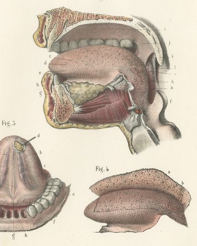 The Mouth, Tongue and Salivary Glands, Antique Hirschfeld Anatomy Print, 1866, view 4