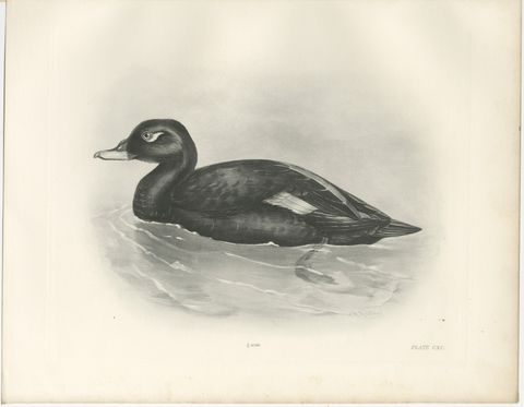 Velvet Scoter, Antique Bird Print after Lilian Medland, circa 1909, view 2