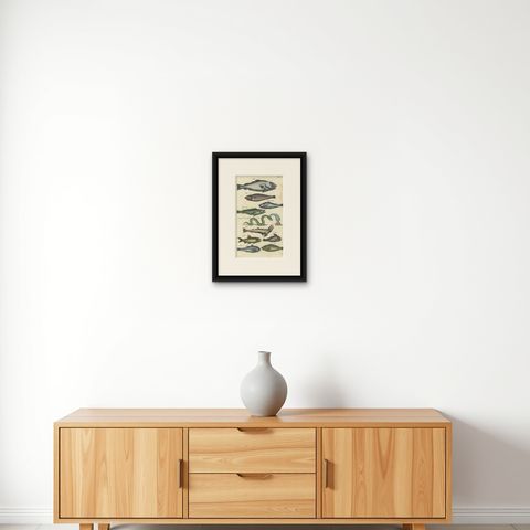 Original 17th Century Hand-Colored Print of a Roach, Sea Snake and other Fish, shown framed on a wall