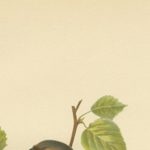 Antique Bird Print of the Eurasian Bullfinch by Von Wright, 1927, close-up 1