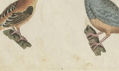 Tanagers and Java Sparrow Songbirds, Antique Bertuch Print, circa 1805, close-up 2