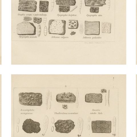 Antique Lichen Prints Set of 6, German Botanical Lithographs 1874, close-up 2
