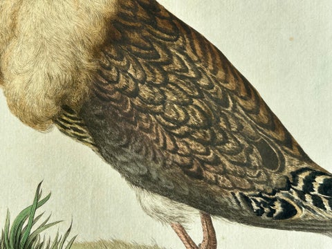 Ruff Bird Print with Nest, Tringa Pugnax by Nozeman and Sepp, 1770, view 7