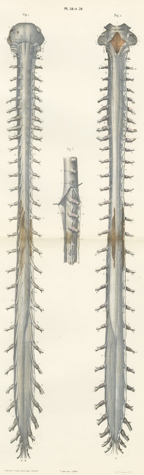 Spinal Nerve Roots along the Whole Cord, Hirschfeld Double Folding Plate, 1866
