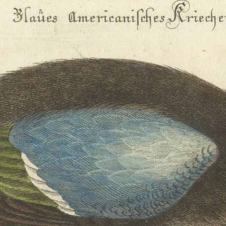 Hand-Colored Engraving of the American Blue-Winged Teal by Seligmann, ca.1770, close-up 5