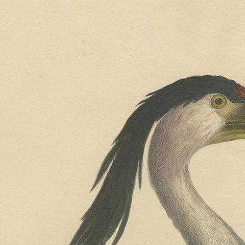 Antique Bird Print of the Boat-Billed Heron by Goldfuss, circa 1824, close-up 1