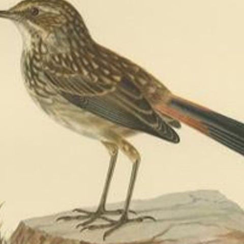 Antique Bird Print of the Bluethroat by Von Wright, 1927, close-up 2