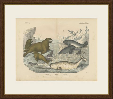 Antique Walrus and Narwhal Print, Arctic Sea Scene with Manatee, circa 1890, shown framed