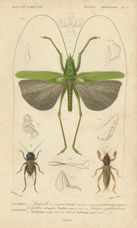 Antique Orthoptères Pair, Grasshoppers & Locusts, Elegant French Prints, 1800, close-up 3