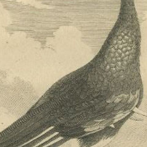 Antique Print of the Kamichi Bird by Buffon, 1795, close-up 1