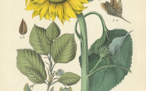 Hand-Colored Botanical Lithograph of Sunflower & Linden Tree, 1854, close-up 2