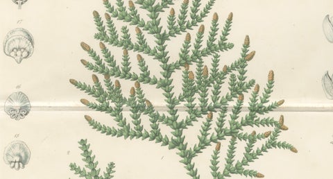 Antique Botanical Lithograph, Thuopsis Dolabrata, Siebold Zuccarini, 1856, close-up 3