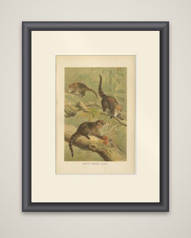 White-Nosed Coati, Antique Tropical Animal Chromolithograph, 1894, shown framed