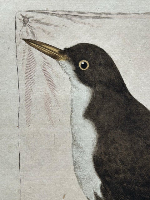 Antique Bird Print, Starling & White-throated Dipper by Nozeman & Sepp, 1770, view 9