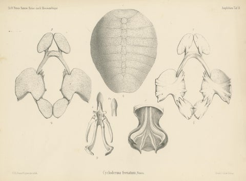 Antique Print of the Zambezi Flapshell Turtle, view 3