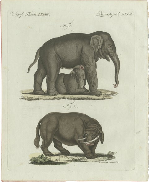 Original Antique Print of Elephant and Mysterious Sukotyro by Bertuch, c. 1800