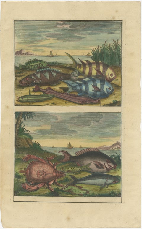 Set of 4 Colored Antique Prints of Various Fishes and Crustaceans, view 2