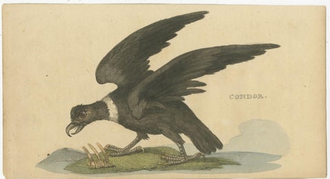 Set of 4 Antique Bird Prints, Dove, Condor, Mino, Dun Diver, 1815, view 3