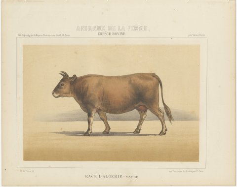Algerian Cow, North African Cattle Chromolithograph by Olivier de Penne, 1863, view 2