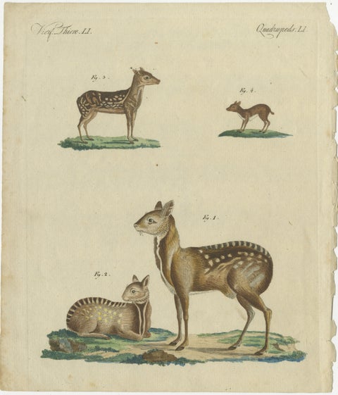 Antique Handcolored Engraving of Chevrotains and Small Deer, c.180, view 2