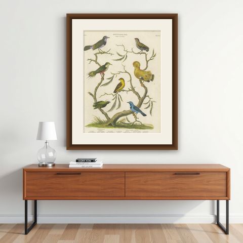 Antique 1811 Ornithology Hand-Colored Print, shown framed on a wall