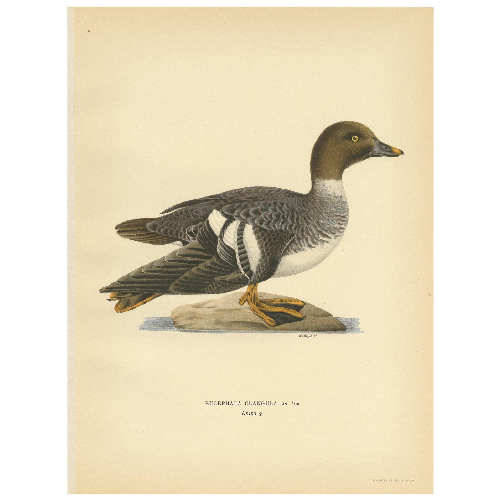 Antique Bird Print of a Female Common Goldeneye by Von Wright, 1929