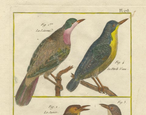 Hand-Colored Engraving of European & Exotic Birds from Histoire Naturelle, 1790, close-up 2