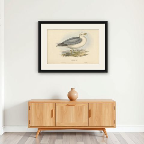 Fulmar Petrel, Antique Seabird Lithograph by John Gould, c.1832, shown framed on a wall