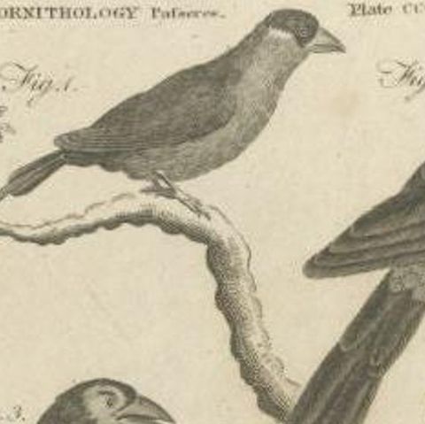 Antique Print of Passerine Birds and other Birds, 1810, close-up 1