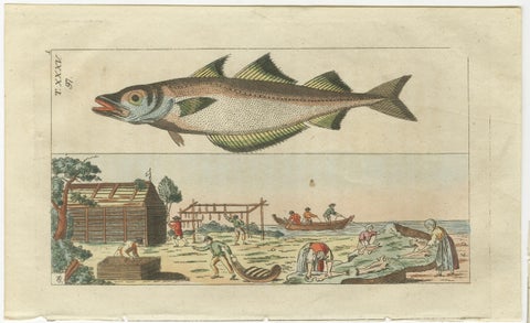 Set of 4 Antique Fish Prints - Beluga Sturgeon - Pollock - Atlantic Cod, view 4