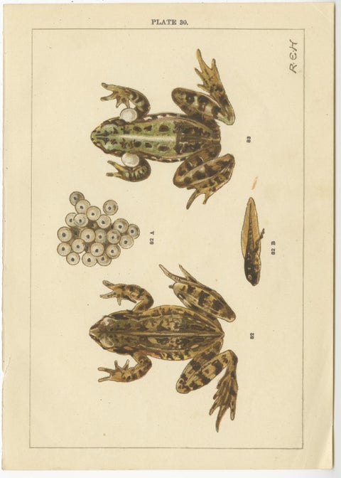 Set of 2 Antique Prints of Frogs, Tadpoles and Spawn, view 3