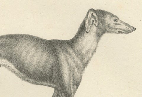 19th-Century Lithograph of a Greyhound and English Mastiff in Elegant Detail, close-up 2