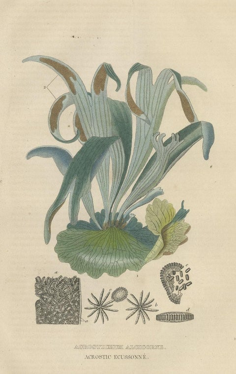 The Golden Leather Fern - An Antique Masterpiece of Botanical Illustration, 1845, close-up 3
