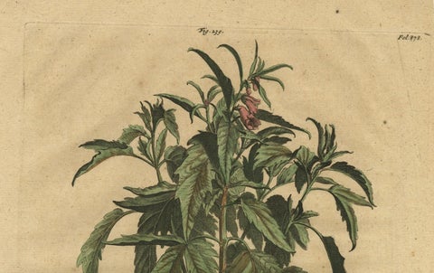 Botanical Illustration of Sesame Plant (Sesamum indicum) - Munting’s 1696 Herbal, close-up 3